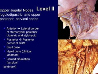 Level IILevel IIUpper Jugular NodesUpper Jugular Nodes
jugulodigastric, and upper
posterior cervical nodes
 AnteriorAnterior  Lateral borderLateral border
of sternohyoid, posteriorof sternohyoid, posterior
digastric and stylohyoiddigastric and stylohyoid
 PosteriorPosterior  PosteriorPosterior
border of SCMborder of SCM
 Skull baseSkull base
 Hyoid bone (clinicalHyoid bone (clinical
landmark)landmark)
 Carotid bifurcationCarotid bifurcation
(surgical(surgical
landmark)landmark)
 