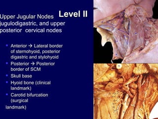 Level IVLevel IV
 Lower jugular nodesLower jugular nodes
 AnteriorAnterior  Lateral border ofLateral border of
sternoh...