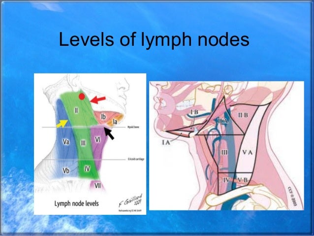 7 levels of lymph nodes in neck 7 levels of lymph nodes in neck