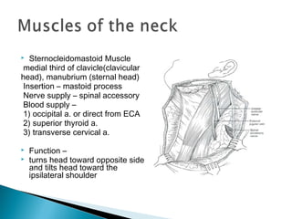  Sternocleidomastoid Muscle
medial third of clavicle(clavicular
head), manubrium (sternal head)
Insertion – mastoid process
Nerve supply – spinal accessory
Blood supply –
1) occipital a. or direct from ECA
2) superior thyroid a.
3) transverse cervical a.
 Function –
 turns head toward opposite side
and tilts head toward the
ipsilateral shoulder
 