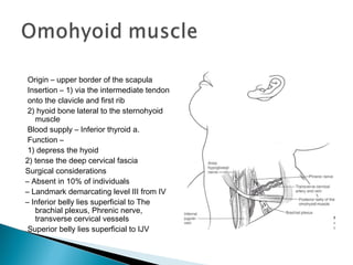 Origin – upper border of the scapula
Insertion – 1) via the intermediate tendon
onto the clavicle and first rib
2) hyoid bone lateral to the sternohyoid
muscle
Blood supply – Inferior thyroid a.
Function –
1) depress the hyoid
2) tense the deep cervical fascia
Surgical considerations
– Absent in 10% of individuals
– Landmark demarcating level III from IV
– Inferior belly lies superficial to The
brachial plexus, Phrenic nerve,
transverse cervical vessels
Superior belly lies superficial to IJV
 