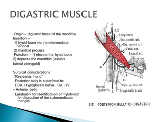 Origin – digastric fossa of the mandible
Insertion –
1) hyoid bone via the intermediate
tendon
2) mastoid process
Function – 1) elevate the hyoid bone
2) depress the mandible (assists
lateral pterygoid)
Surgical considerations
“Residents friend”
Posterior belly is superficial to:
ECA, Hypoglossal nerve, ICA, IJV
– Anterior belly
Landmark for identification of mylohyoid
for dissection of the submandibular
triangle
 