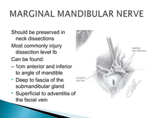 Should be preserved in
neck dissections
Most commonly injury
dissection level Ib
Can be found:
– 1cm anterior and inferior
to angle of mandible
 Deep to fascia of the
submandibular gland
 Superficial to adventitia of
the facial vein
 