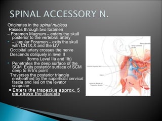 Originates in the spinal nucleus
Passes through two foramen
– Foramen Magnum – enters the skull
posterior to the vertebral artery
 – Jugular Foramen – exits the skull
with CN IX,X and the IJV
Occipital artery crosses the nerve
Descends obliquely in level II
(forms Level IIa and IIb)
 Penetrates the deep surface of the
SCM Exits posterior surface of SCM
deep to Erb’s point
Traverses the posterior triangle
ensheathed by the superficial cervical
fascia and lies on the levator
scapulae
● Enters the trapezius approx. 5
cm above the clavicle
 