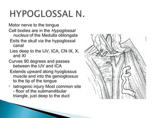 Motor nerve to the tongue
Cell bodies are in the Hypoglossal
nucleus of the Medulla oblongata
Exits the skull via the hypoglossal
canal
Lies deep to the IJV, ICA, CN IX, X,
and XI
Curves 90 degrees and passes
between the IJV and ICA
Extends upward along hyoglossus
muscle and into the genioglossus
to the tip of the tongue
 Iatrogenic injury Most common site
- floor of the submandibular
triangle, just deep to the duct
 