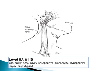 Level IIA & IIB
Oral cavity, nasal cavity, nasopharynx, oropharynx,, hypopharynx,
larynx, parotid gland
 