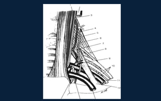 Neck Dissection Incision Apron Neck dissection | PPT
