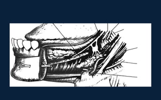 Neck Dissection Incision Apron Neck dissection | PPT