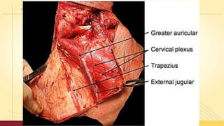 Neck dissection | PPTX