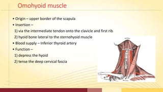 Omohyoid muscle
• Origin – upper border of the scapula
• Insertion –
1) via the intermediate tendon onto the clavicle and ...