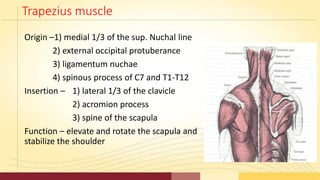 Trapezius muscle
Origin –1) medial 1/3 of the sup. Nuchal line
2) external occipital protuberance
3) ligamentum nuchae
4) ...