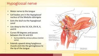 Hypoglossal nerve
• Motor nerve to the tongue
• Cell bodies are in the Hypoglossal
nucleus of the Medulla oblongata
• Exit...