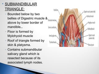 SUBMANDIBULAR
TRIANGLE:
◦ Bounded below by two
bellies of Digastric muscle &
above by lower border of
mandible..
◦ Floor is formed by
Mylohyoid muscle
◦ Roof of triangle formed by
skin & platysma.
◦ Contains submandibular
salivary gland which is
resected because of its
associated lymph nodes.
 