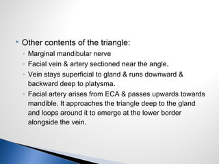  Other contents of the triangle:
◦ Marginal mandibular nerve
◦ Facial vein & artery sectioned near the angle.
◦ Vein stays superficial to gland & runs downward &
backward deep to platysma.
◦ Facial artery arises from ECA & passes upwards towards
mandible. It approaches the triangle deep to the gland
and loops around it to emerge at the lower border
alongside the vein.
 