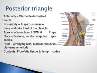  Anteriorly – Sternocleidomastoid
muscle
 Posteriorly – Trapezius muscle
 Base – Middle third of the clavicle
 Apex – Intersection of SCM & Trapezius
 Floor – Scalene, levator scapulae, splenius
capitis.
 Roof – Overlying skin, subcutaneous tissue,
platysma anteriorly
 Contents: Fibrofatty tissue & lymph nodes
 