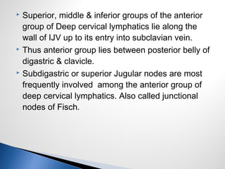  Superior, middle & inferior groups of the anterior
group of Deep cervical lymphatics lie along the
wall of IJV up to its entry into subclavian vein.
 Thus anterior group lies between posterior belly of
digastric & clavicle.
 Subdigastric or superior Jugular nodes are most
frequently involved among the anterior group of
deep cervical lymphatics. Also called junctional
nodes of Fisch.
 