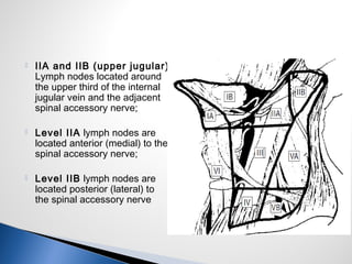  IIA and IIB (upper jugular)
Lymph nodes located around
the upper third of the internal
jugular vein and the adjacent
spinal accessory nerve;
 Level IIA lymph nodes are
located anterior (medial) to the
spinal accessory nerve;
 Level IIB lymph nodes are
located posterior (lateral) to
the spinal accessory nerve
 