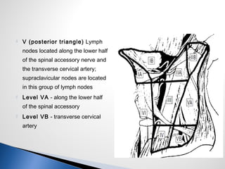  V (posterior triangle) Lymph
nodes located along the lower half
of the spinal accessory nerve and
the transverse cervical artery;
supraclavicular nodes are located
in this group of lymph nodes
 Level VA - along the lower half
of the spinal accessory
 Level VB - transverse cervical
artery
 