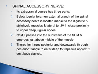  SPINAL ACCESSORY NERVE:
◦ Its extracranial course has three parts:
1. Below jugular foramen external branch of the spina...
