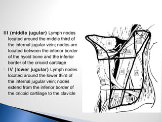  V (posterior triangle) Lymph
nodes located along the lower half
of the spinal accessory nerve and
the transverse cervica...