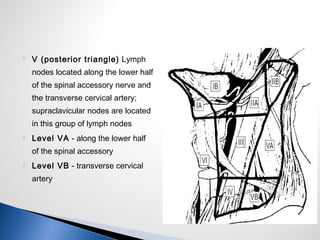  VI (central
compartment) Lymph
nodes in the prelaryngeal,
pretracheal, and boundaries
are the hyoid bone to the
supraste...