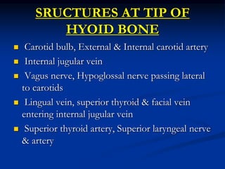 SRUCTURES AT TIP OF
HYOID BONE
 Carotid bulb, External & Internal carotid artery
 Internal jugular vein
 Vagus nerve, Hypoglossal nerve passing lateral
to carotids
 Lingual vein, superior thyroid & facial vein
entering internal jugular vein
 Superior thyroid artery, Superior laryngeal nerve
& artery
 