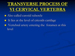 TRANSVERSE PROCESS OF
VI CERVICAL VERTEBRA
 Also called carotid tubercle
 It lies at the level of cricoids cartilage
 Vertebral artery entering the foramen at this
level
 