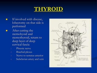 THYROID
 If involved with disease,
lobectomy on that side is
performed
 After cutting the
sternohyoid and
sternothyroid, return to
deep layer of deep
cervical fascia
1. Phrenic nerve
2. Brachial plexus
3. Nerve to serratus anterior
4. Subclavian artery and vein
 