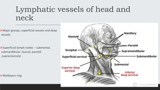 Lymphatic vessels of head and
neck
Major groups; superficial vessels and deep
vessels.
Superficial lymph nodes – submental,
submandibular ,buccal, parotid
,supraclavicular .
Waldeyers ring
 