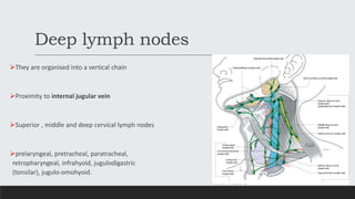Deep lymph nodes
They are organised into a vertical chain
Proximity to internal jugular vein
Superior , middle and deep cervical lymph nodes
prelaryngeal, pretracheal, paratracheal,
retropharyngeal, infrahyoid, jugulodigastric
(tonsilar), jugulo-omohyoid.
 