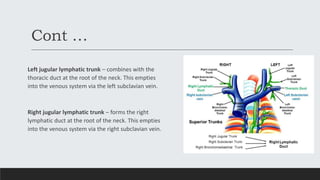 Cont …
Left jugular lymphatic trunk – combines with the
thoracic duct at the root of the neck. This empties
into the venous system via the left subclavian vein.
Right jugular lymphatic trunk – forms the right
lymphatic duct at the root of the neck. This empties
into the venous system via the right subclavian vein.
 