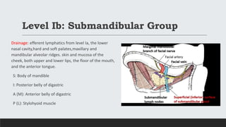 Level Ib: Submandibular Group
Drainage: efferent lymphatics from level Ia, the lower
nasal cavity,hard and soft palates,maxillary and
mandibular alveolar ridges. skin and mucosa of the
cheek, both upper and lower lips, the floor of the mouth,
and the anterior tongue.
S: Body of mandible
I: Posterior belly of digastric
A (M): Anterior belly of digastric
P (L): Stylohyoid muscle
 