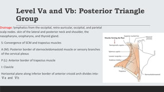 Level Va and Vb: Posterior Triangle
Group
Drainage: lymphatics from the occipital, retro-auricular, occipital, and parietal
scalp nodes. skin of the lateral and posterior neck and shoulder, the
nasopharynx, oropharynx, and thyroid gland.
S: Convergence of SCM and trapezius muscles
A (M): Posterior border of sternocleidomastoid muscle or sensory branches
of the cervical plexus
P (L): Anterior border of trapezius muscle
I: Clavicle
Horizontal plane along inferior border of anterior cricoid arch divides into-
Ⅴa and Ⅴb
 