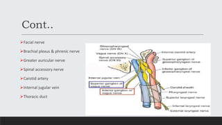 Cont..
Facial nerve
Brachial plexus & phrenic nerve
Greater auricular nerve
Spinal accessory nerve
Carotid artery
Internal jugular vein
Thoracic duct
 