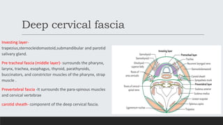 Deep cervical fascia
Investing layer-
trapezius,sternocleidomastoid,submandibular and parotid
salivary gland.
Pre tracheal fascia (middle layer)- surrounds the pharynx,
larynx, trachea, esophagus, thyroid, parathyroids,
buccinators, and constrictor muscles of the pharynx, strap
muscle .
Prevertebral fascia -It surrounds the para-spinous muscles
and cervical vertebrae
carotid sheath- component of the deep cervical fascia.
 