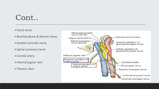Cont..
Facial nerve
Brachial plexus & phrenic nerve
Greater auricular nerve
Spinal accessory nerve
Carotid artery
In...