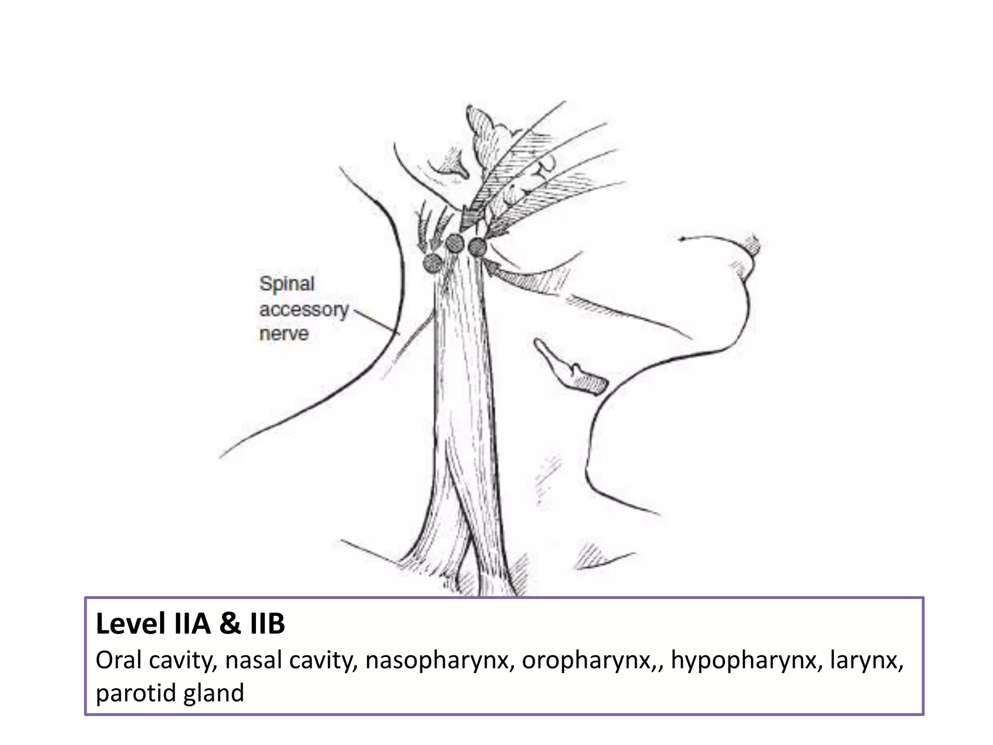 NECK DISSECTION- A COMPREHENSIVE STUDY | PPTX