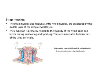 Neck dissectionppt.pptx