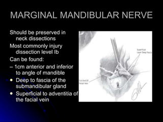MARGINAL MANDIBULAR NERVE <ul><li>Should be preserved in neck dissections </li></ul><ul><li>Most commonly injury dissectio...