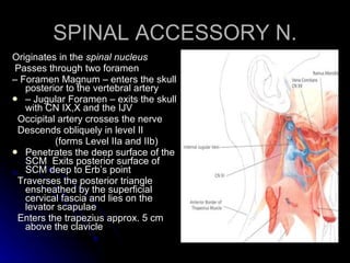 SPINAL ACCESSORY N. <ul><li>Originates in the  spinal nucleus </li></ul><ul><li>Passes through two foramen </li></ul><ul><...