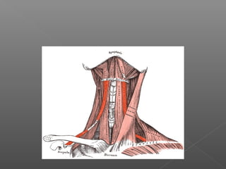 Dissected Neck Neck dissections | PPT