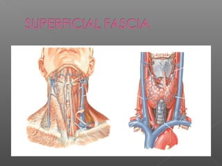  Surgical considerations
 – Increases blood supply to skin flaps
 – Absent in the midline of the neck
 – Fibers run in...