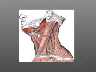  Arteries:Arteries:
 SubclavianSubclavian (3(3rdrd
part)part)
 Superficial cervical &Superficial cervical &
suprascapul...