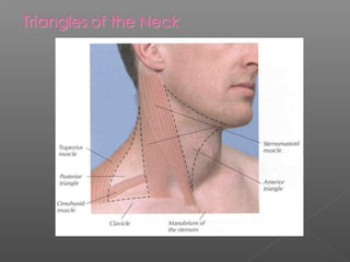  Contents
› Accessory n. － emerges above the middle of
the posterior border of sternocleidomastoid and
crosses the occipi...