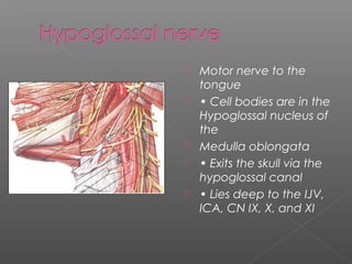  Upper Jugular Nodes
 Anterior  Lateral border of
sternohyoid, posterior
digastric and stylohyoid
 Posterior  Posteri...
