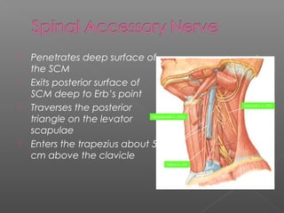  Middle jugular nodes
› Anterior  Lateral border of
sternohyoid
› Posterior  Posterior border
of SCM
› Inferior border ...