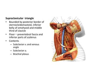 Spinal accessory nerve
• Penetrates deep surface of
the SCM
• Exits posterior surface of
SCM deep to Erb’s point
• Travers...