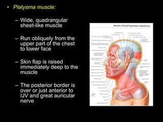• Platysma muscle:
– Wide, quadrangular
sheet-like muscle
– Run obliquely from the
upper part of the chest
to lower face
–...