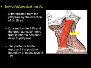 • Sternocleidomastoid muscle:
– Differentiated from the
platysma by the direction
of its fibres
– Crossed by the EJV and
t...