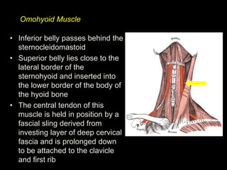 Omohyoid Muscle
• Inferior belly passes behind the
sternocleidomastoid
• Superior belly lies close to the
lateral border o...